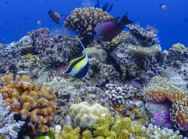 Coral Expeditions: The Great Barrier Reef