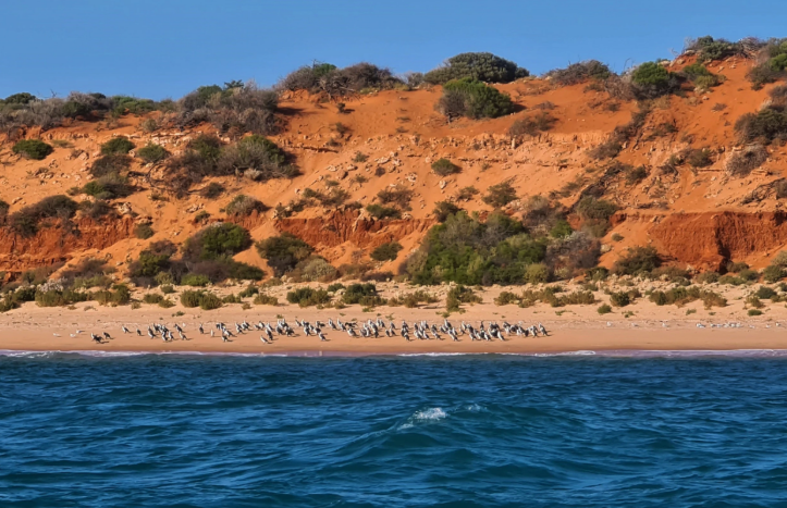 Coral Expeditions: Australia's West Coast