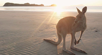 Regent Seven Seas - Asia, Australia, New Zealand & Pacific