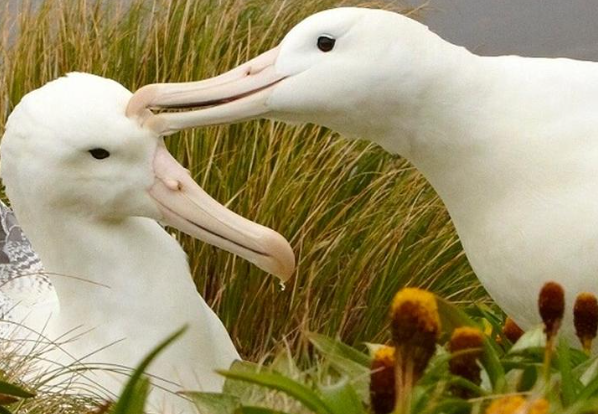 Heritage Expeditions- Subantarctic Islands