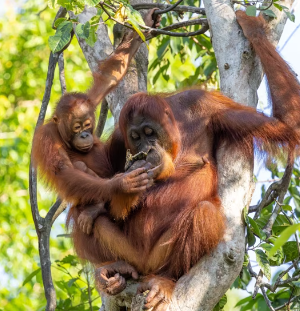 Captains Choice - Whale Sharks, Komodo Dragons & Orangutans of Indonesia